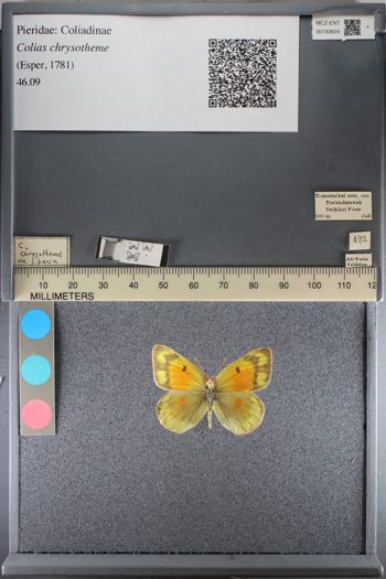 Media type: image;   Entomology 193824
